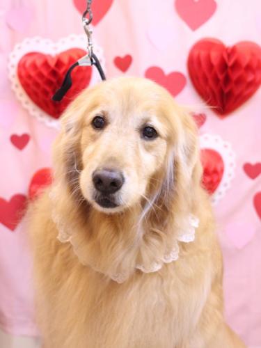 20240206ミッキーちゃん